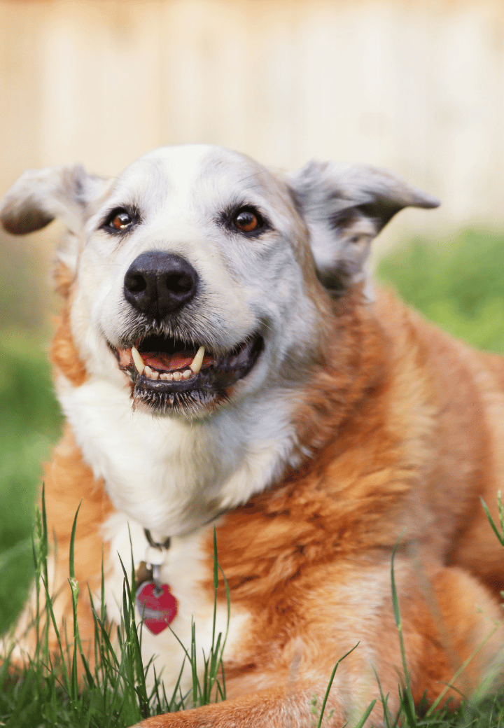 Senior Dog Cancer: Signs, Prevention, and Treatment from a Veterinarian in St. Charles